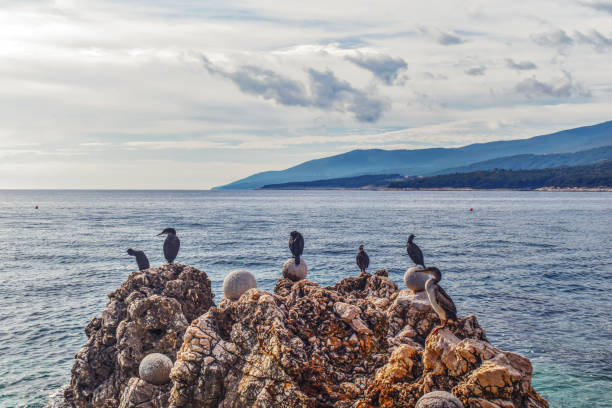 istock Coastal Gathering: Birds on a Rock with Sea and Sky 1440159012