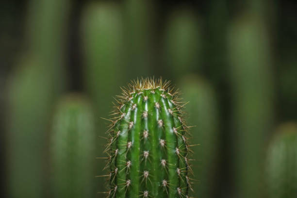 Torch cactus . Frontal view stock photo