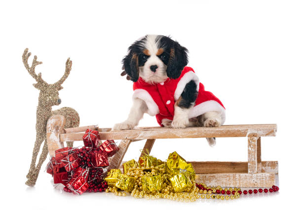 istock puppy cavalier king charles 1440165945