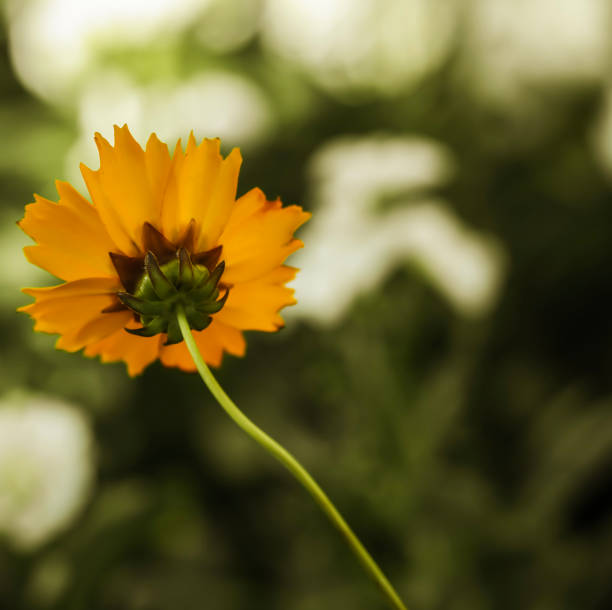 Plains Coreopsis . Single bloom . View from behind stock photo