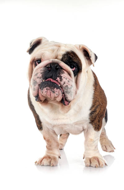 istock english bulldog in studio 1440166333