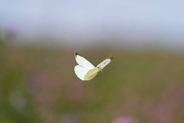 6,300+ White Butterfly Stock Photos, Pictures & Royalty-Free Images -  iStock