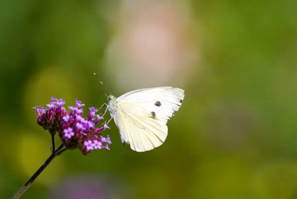 Large cabbage white on verbena flower. Close-up of a butterfly against a green background in a natural environment. Pieris brassicae.