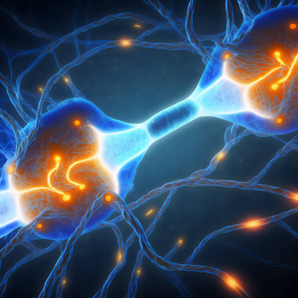 istock Firing neural synapses, neurons exchanging electrical impulses, degenerative cognitive disease like dementia, Alzheimer's or Parkinson's, neural network 1440168030