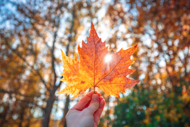 istock Hand with maple leaf against autumnal color tree. Autumn in a forest 1440168819