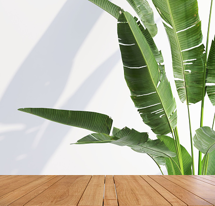 Wooden tabletop or countertop in modern and minimal white wall room with dappled sunlight from window and tropical banana tree at home for household and personal product display