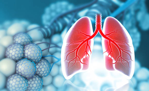 의료 배경에 인간의 폐의 해부학. 3d 그림 - 세기관지 뉴스 사진 이미지
