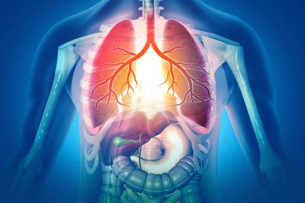 istock Human Respiratory System Lungs Anatomy. 3d illustration 1440172008