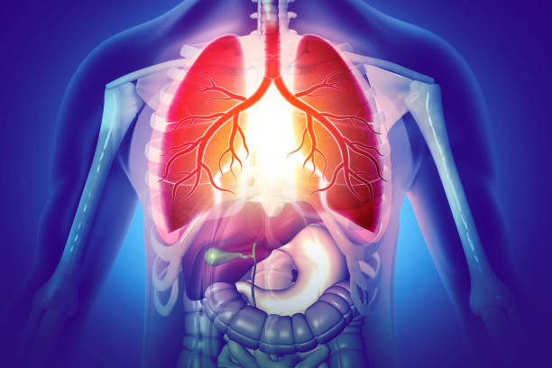 istock Human Respiratory System Lungs Anatomy. 3d illustration 1440172044