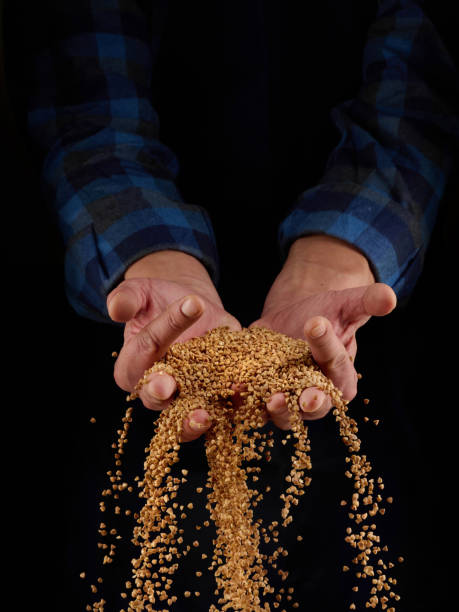 зерна гречки в руках на темном фоне. руками мужчин наливают зерно гречки. крупный план - buckwheat groats стоковые фото и изображения