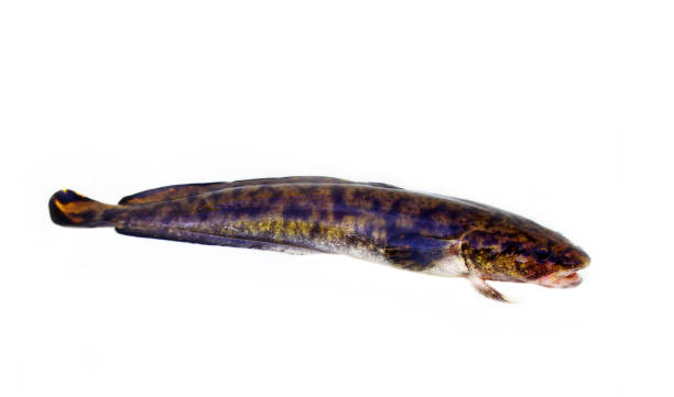 istock Camouflaged freshwater fish burbot (Lota lota) isolated on white 1440173637