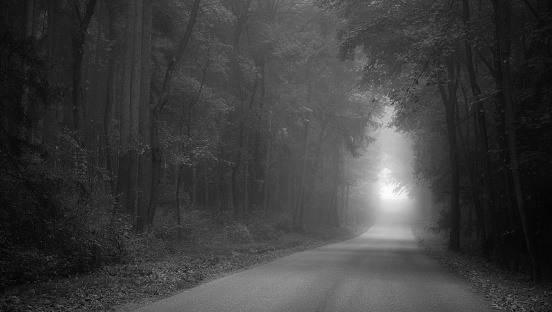 A foggy day in late autumn. On the way on a lonely country road in the middle of the forest.