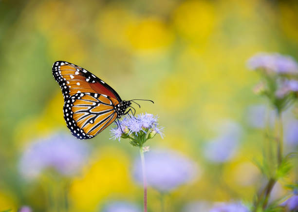 Queen butterfly (Danaus gilippus) feeding on Blue Mistflowers (Conoclinium greggii) on a sunny autumn day. Fall migration. Yellow flower background with copy space.