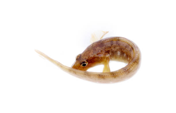 istock very attractive animal in different poses 1440173930