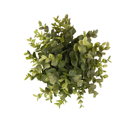 a green plant seems from above on a transparent background
