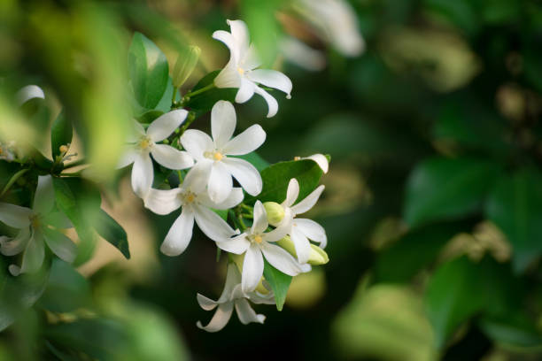 biały kwiat, pomarańczowa jessamina, satynowe drewno, kosmetyczne drzewo kory - cut flowers white tropical climate nature zdjęcia i obrazy z banku zdjęć