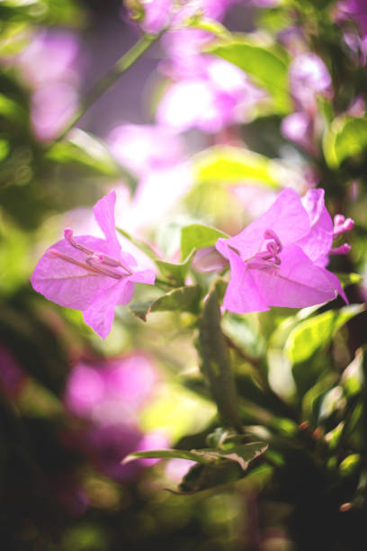 istock Pink bougainvillaea at the garden 1440181574