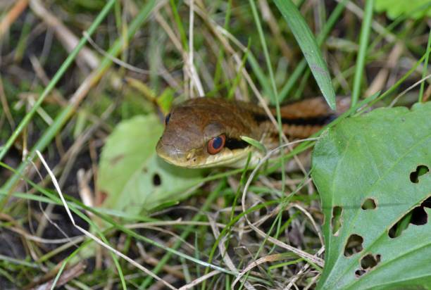 istock japanese striped snake 1440183292
