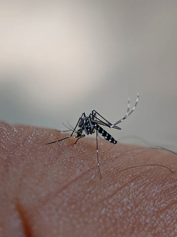 Mosquito trying to bite through a gray matter