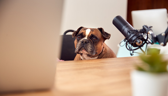 Pet French Bulldog In Room At Home Set Up To Record Podcast Or With Laptop And Microphone