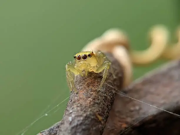 Photo of Jumping spider