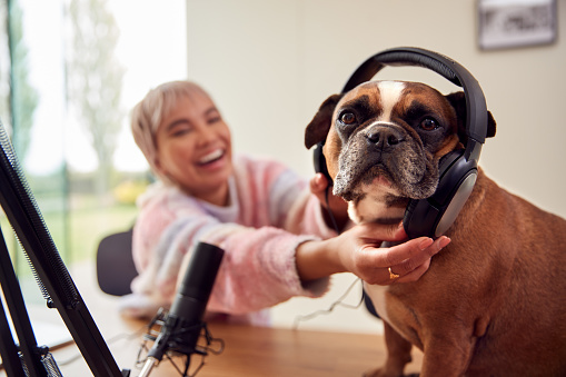 Woman With Pet French Bulldog Wearing Headphones Recording Podcast Or Broadcasting On Radio At Home