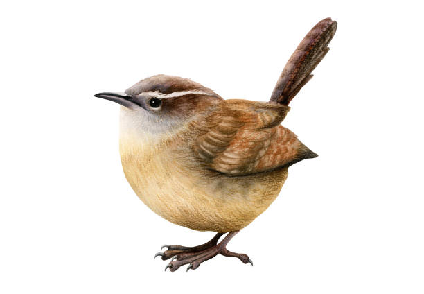 ilustraciones, imágenes clip art, dibujos animados e iconos de stock de acuarela dibujada a mano e ilustración a lápiz eurasian wren, pajarito, animales del bosque, divertido pajarito marrón del bosque sobre fondo blanco - wren