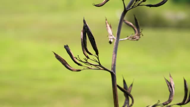 Burnt withered shoots of a wild flower