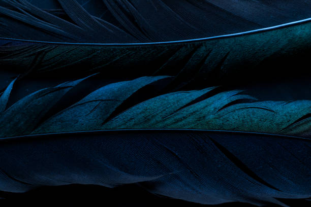 istock bird magpies feather, blue background 1440185784