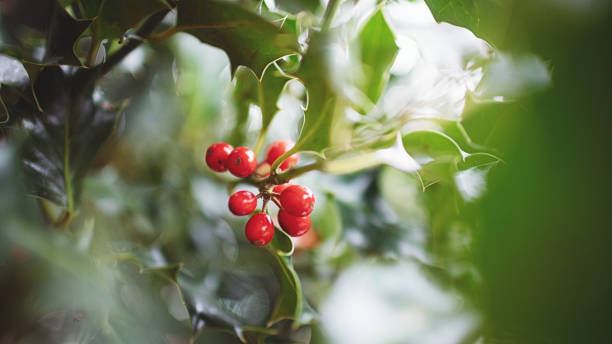 frutos de inverno de holly no natal - berry fruit green nature fruit - fotografias e filmes do acervo