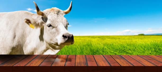 istock Dairy Cow and Empty Wooden Table on a Countryside Landscape 1440186333