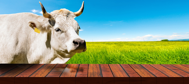 Portrait of white dairy cow with horns (heifer) and an empty wooden table on a countryside landscape. Template for dairy products.