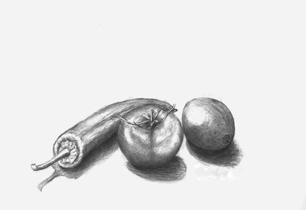 illustrations, cliparts, dessins animés et icônes de peinture au fusain de légumes. - pencil learning charcoal drawing retro revival