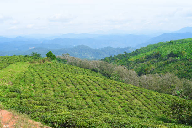 istock Tea crop in tea hill in Da Lat Vietnam 1440187713