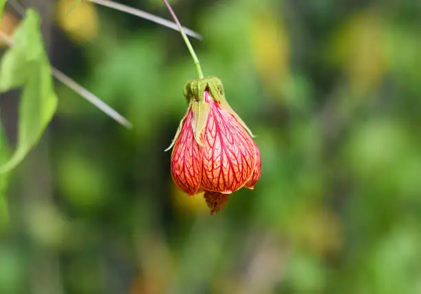 Abutilon pictum or Abutilon striatum redvein flower growing in Da Lat in Vietnam abutilon, red vein Indian mallow, redvein flowering maple, Chinese-lantern, red vein, Chinese lanterns.