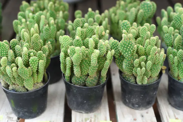 Many potted cactuses of Opuntia microdasys (angel's-wings, bunny ears cactus, bunny cactus or polka-dot cactus) at a flower market