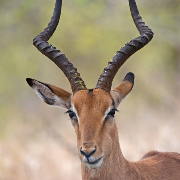 istock Only the Impala ram carries the long, graceful, lyrate horns 1440188103