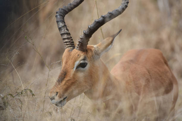 The impala is found in woodlands and sometimes on the interface (ecotone) between woodlands and savannahs; it inhabits places near water. Active mainly during the day, the impala may be gregarious or territorial depending upon the climate and geography.