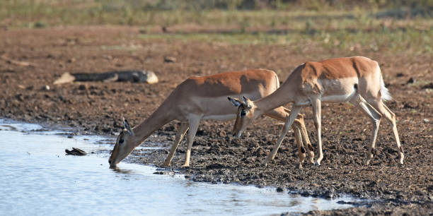 стадо импалы приближается к бассейну, чтобы выпить воды - kruger national park panoramic gazelle impala стоковые фото и изображения