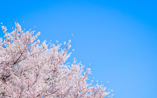 cherry blossom and blue sky.