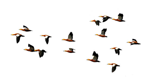 istock flock of duck birds flying isolated white background 1440190975