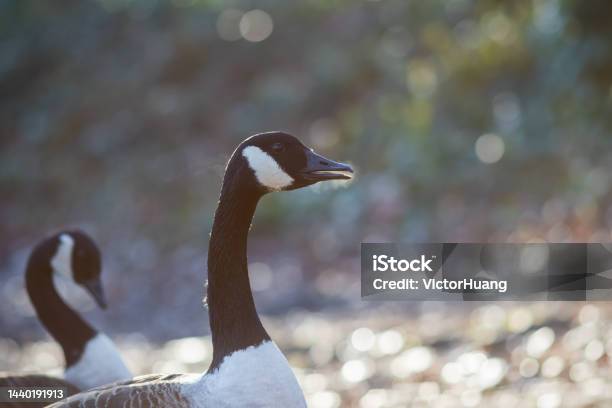 Canada Goose Breathing Out Warm Air In Cold Winter In Alexandra Park In London Stock Photo - Download Image Now