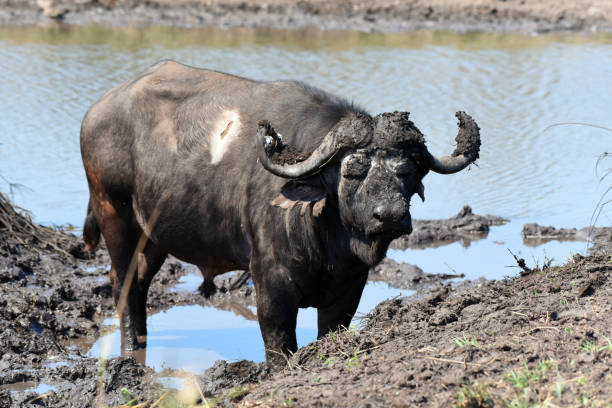 istock Cape buffalo taking a mud bath in Kruger National Park 1440193157