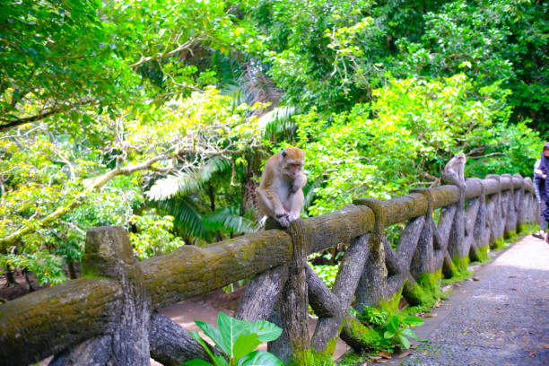 istock Monkeys roaming the forest in captivity - stock photo 1440193312