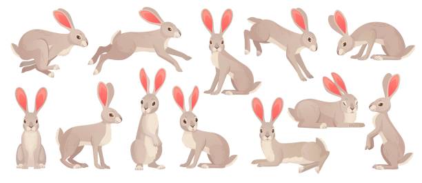 50+ Jackrabbit Running Stock Illustrations, Royalty-Free Vector