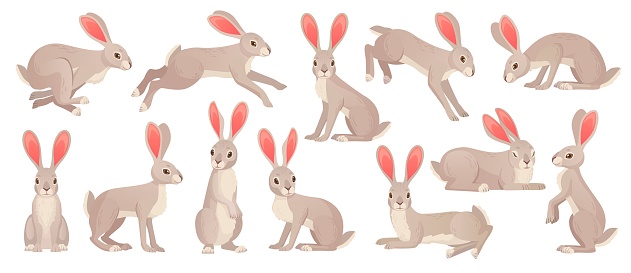 Jackrabbits. Wild hare fluffy brown rabbit with long ears, fast running jackrabbit forest mammal beast haring animals pose for easter bunny, cartoon ingenious vector illustration of rabbit fluffy pets