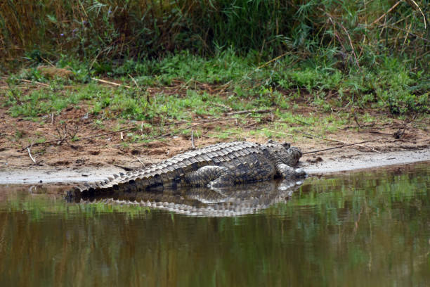 istock Nile crocodile resting on river bank 1440194579
