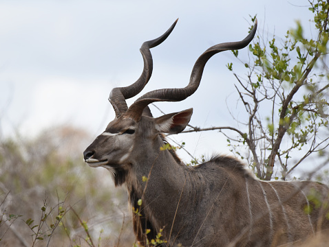 The greater kudu (Tragelaphus strepsiceros) is a woodland antelope found throughout eastern and southern Africa. Despite occupying such widespread territory, they are sparsely populated in most areas due to declining habitat, deforestation, and poaching.
