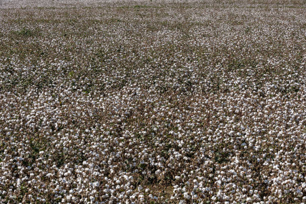 Harvest time in the cotton field in Turkey.