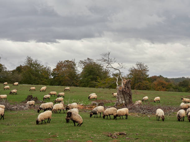 istock Sheep fron Sierra Urbasa. 1440196376